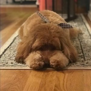 Meet your Posher, Julie